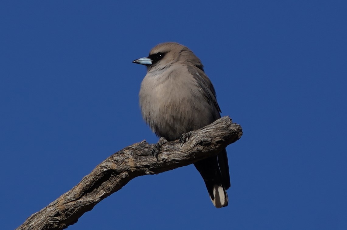 Black-faced Woodswallow - ML597827611