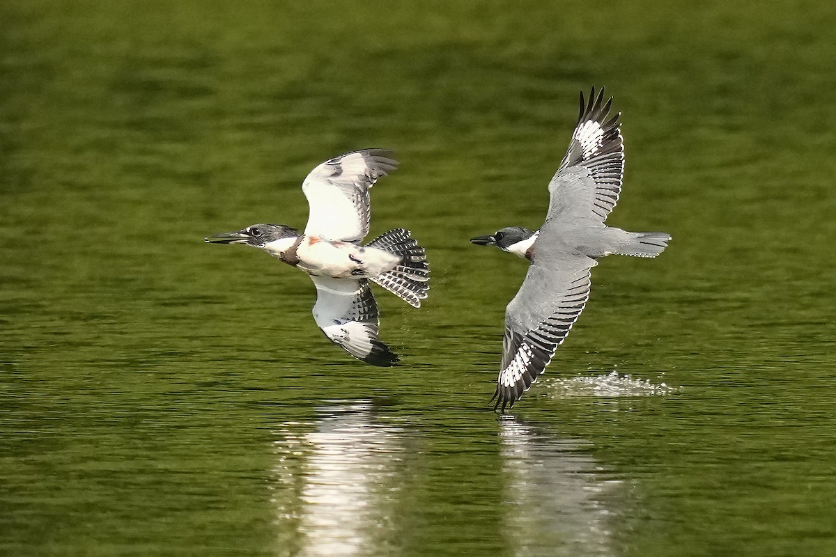 Martin-pêcheur d'Amérique - ML597828671