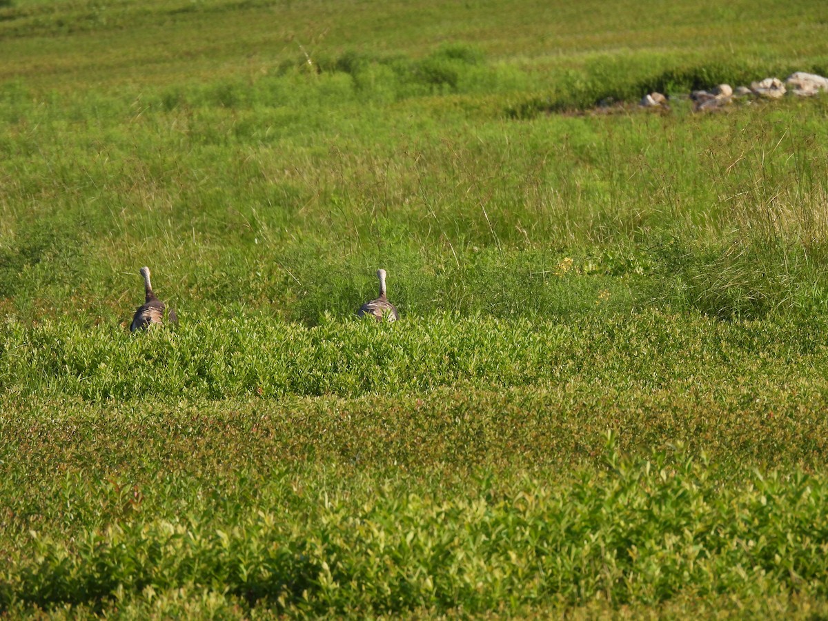 Wild Turkey - ML597828991