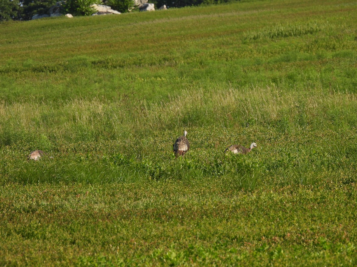 Wild Turkey - ML597829001