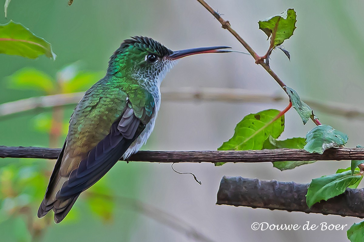 kolibřík andský - ML597829851