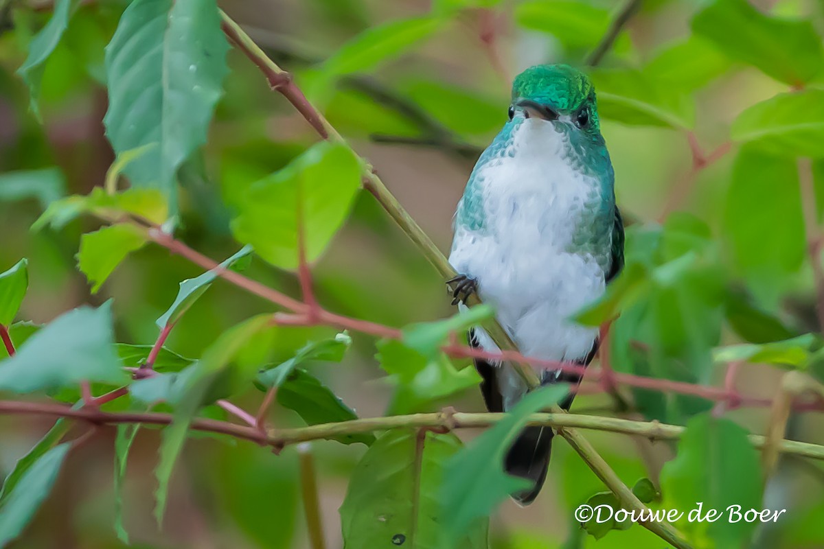 Andean Emerald - ML597829861