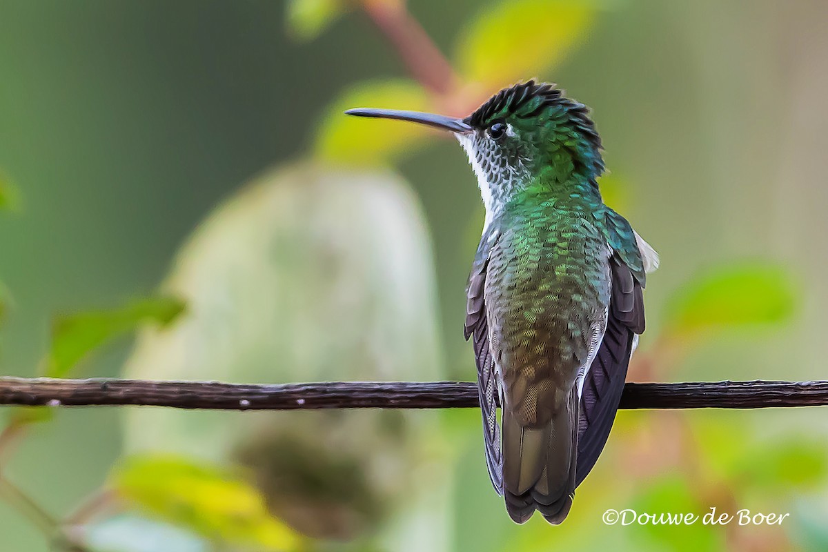 kolibřík andský - ML597829871
