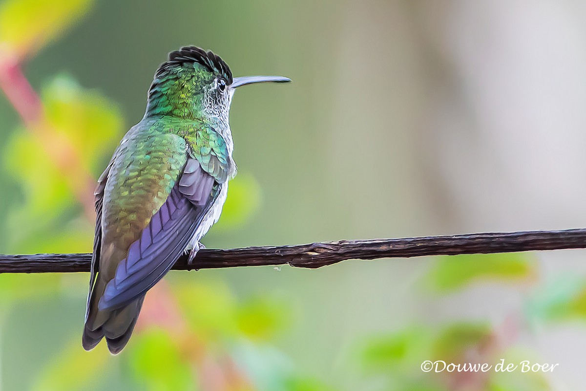 kolibřík andský - ML597829881