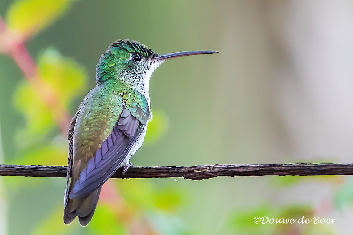 kolibřík andský - ML597829901