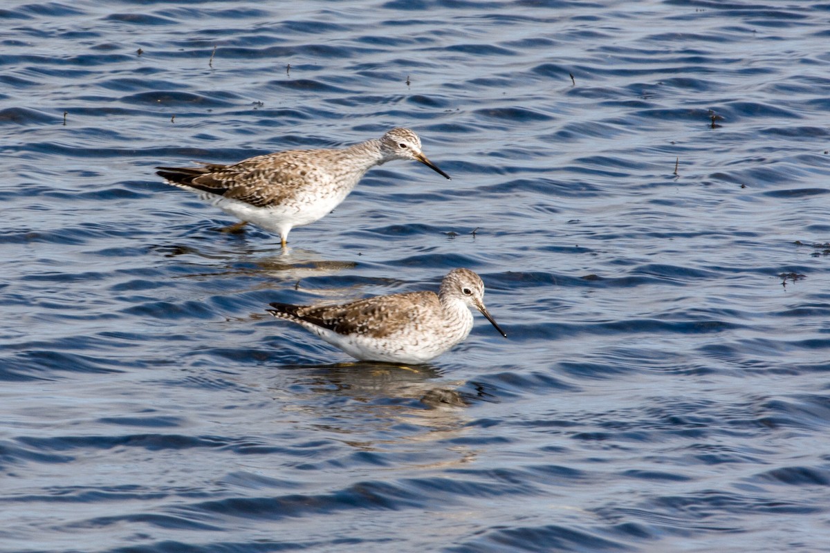 Lesser Yellowlegs - ML597830911