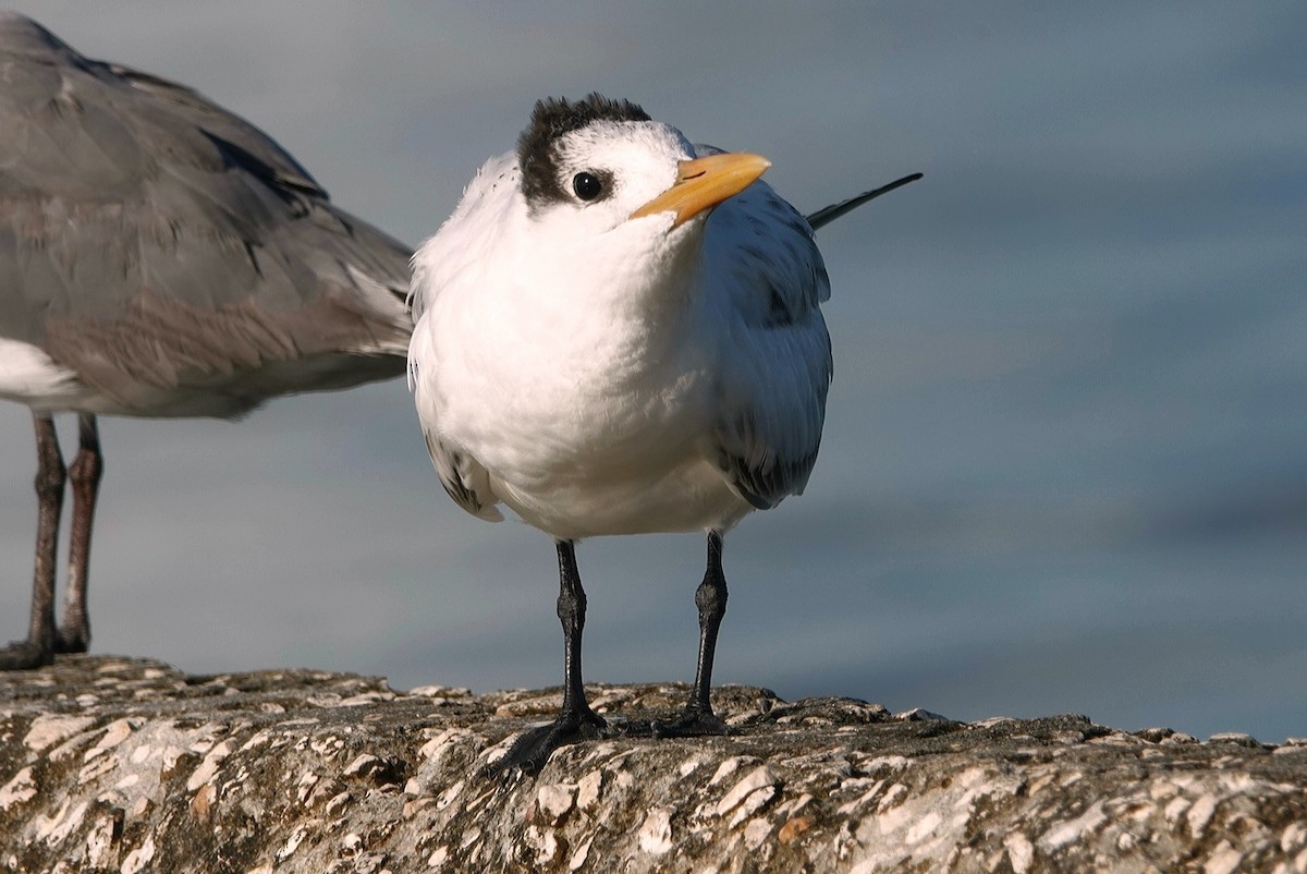 Royal Tern - deborah grimes