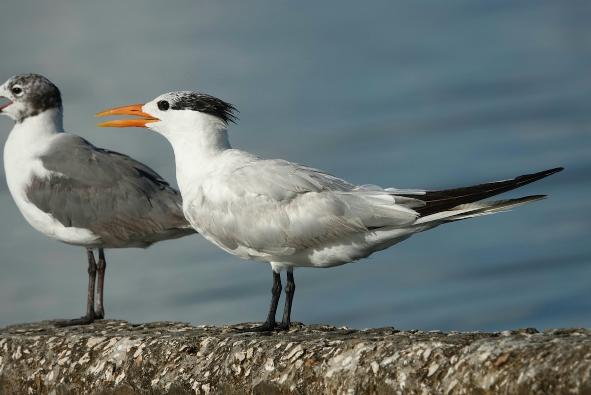 Royal Tern - ML597831751