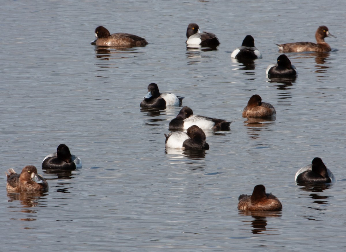 Lesser Scaup - ML597832581