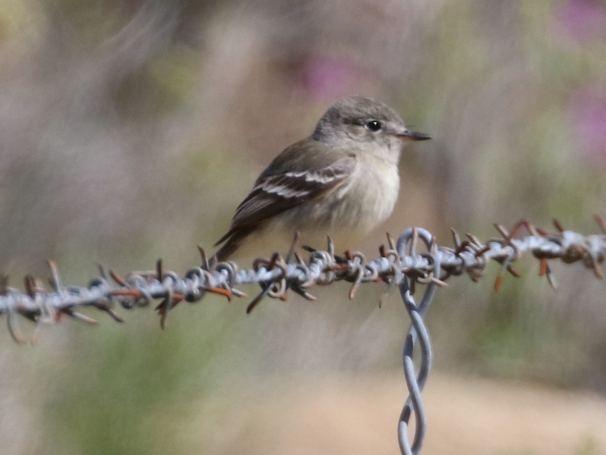 Gray Flycatcher - ML59783271