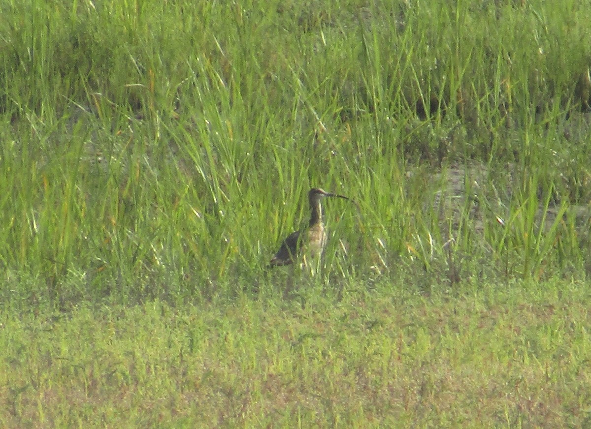 Whimbrel - ML597832791