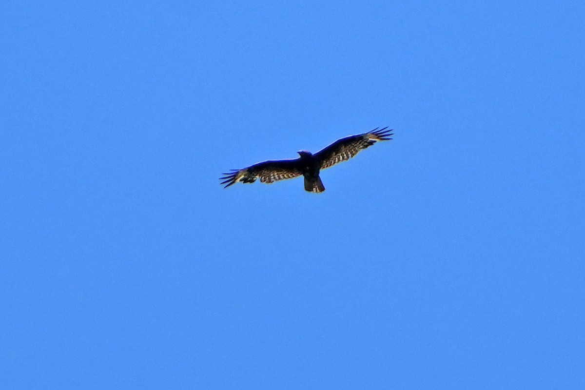 Common/Long-legged Buzzard - ML597833631