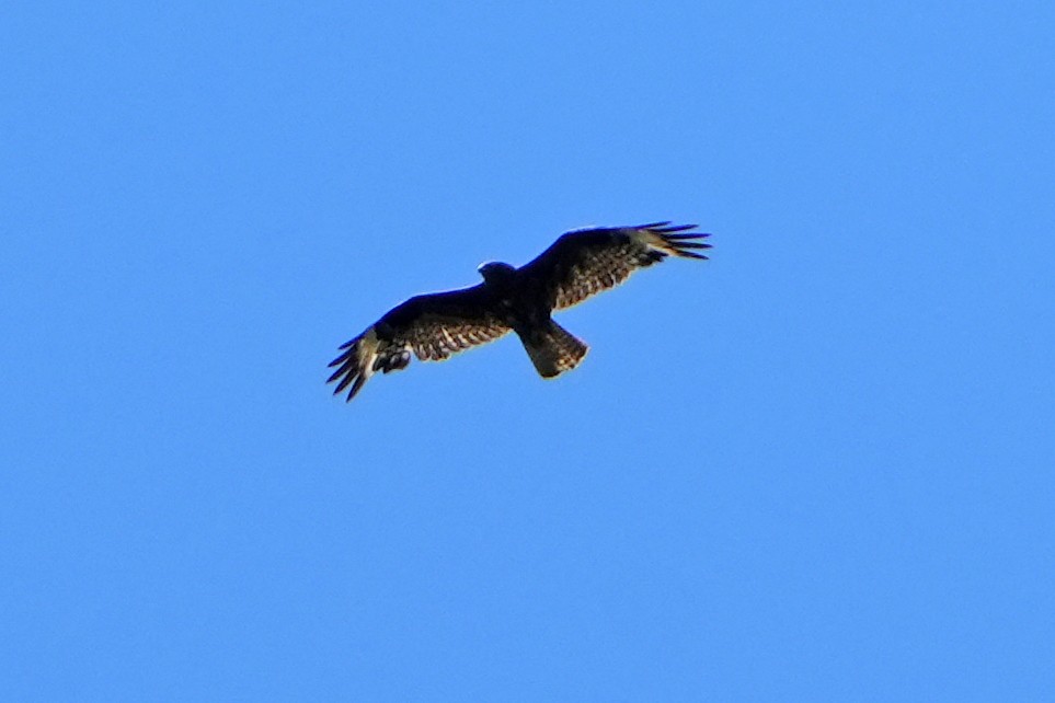 Common/Long-legged Buzzard - ML597833641