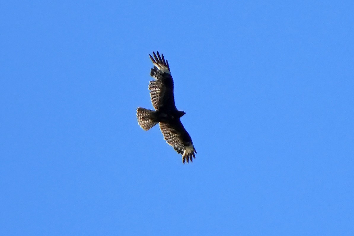 Common/Long-legged Buzzard - Daniel López-Velasco | Ornis Birding Expeditions