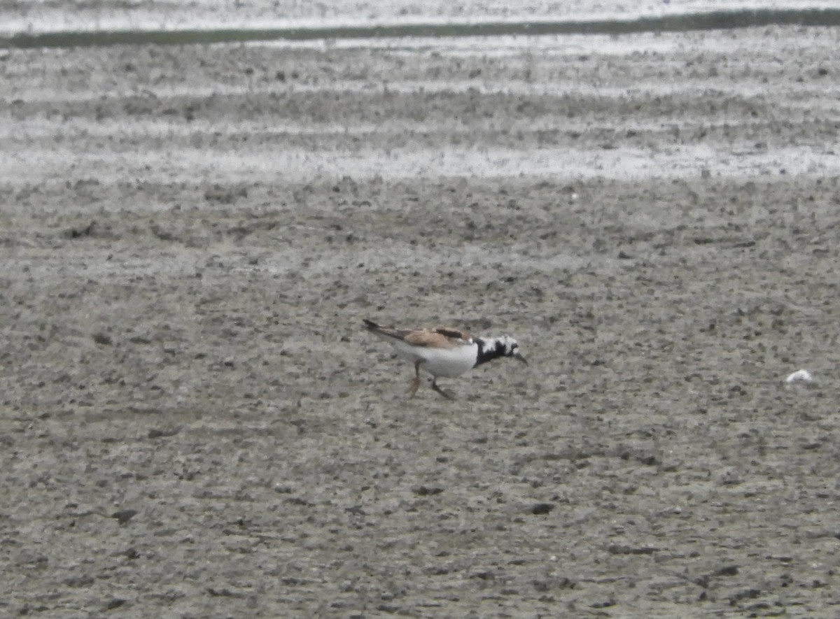 Ruddy Turnstone - ML597833941