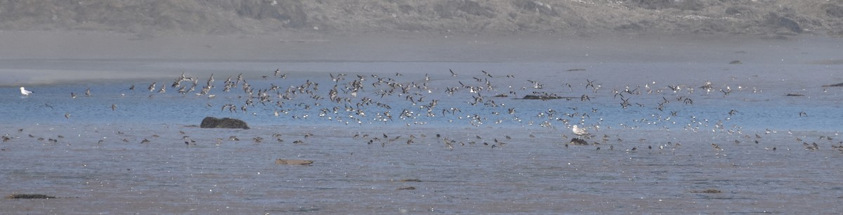 Short-billed Dowitcher - ML597833961