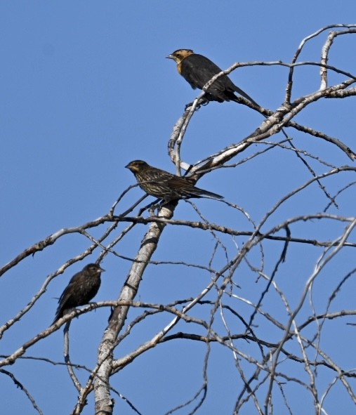 Yellow-headed Blackbird - Bird Smith