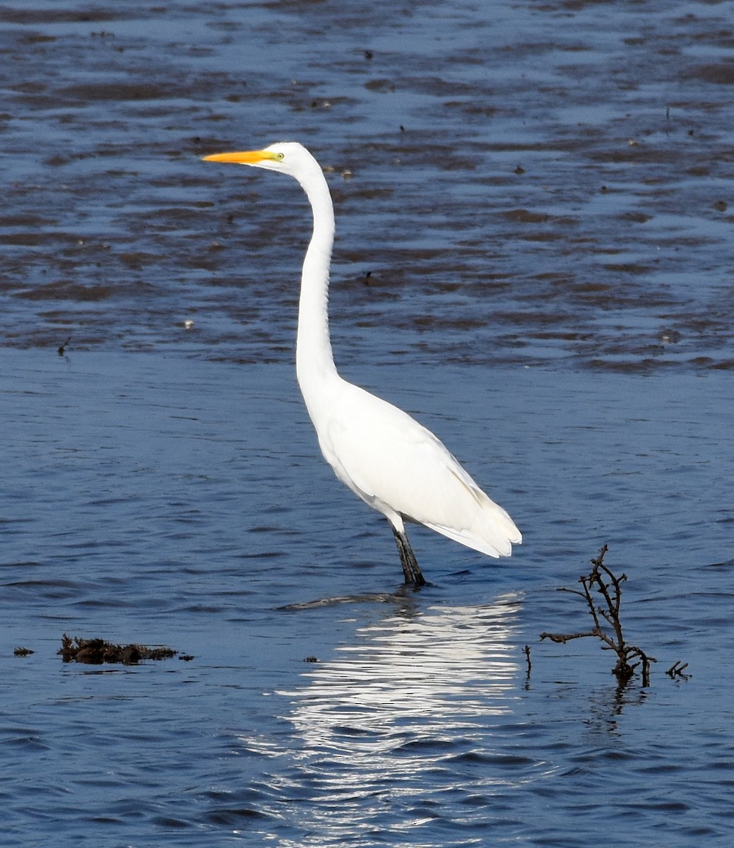 Grande Aigrette - ML597834061