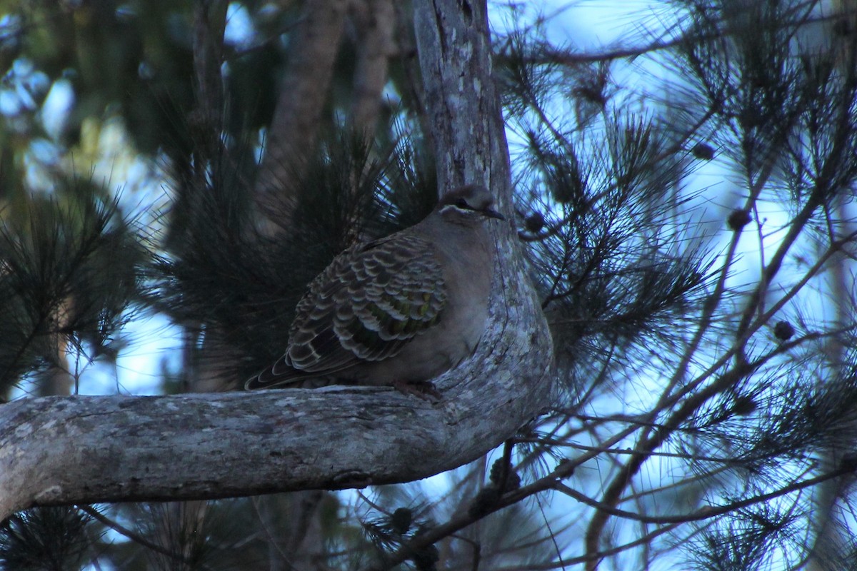 Common Bronzewing - ML597834081