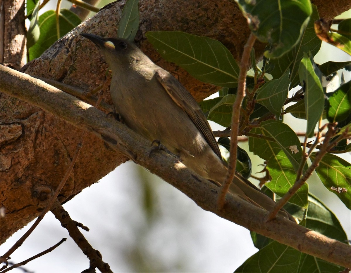 White-gaped Honeyeater - ML597834101