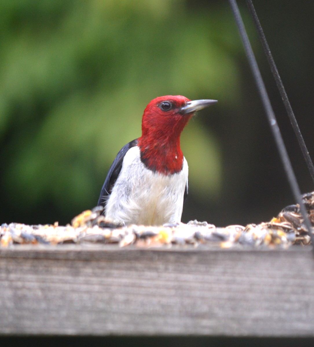 Pic à tête rouge - ML597835021