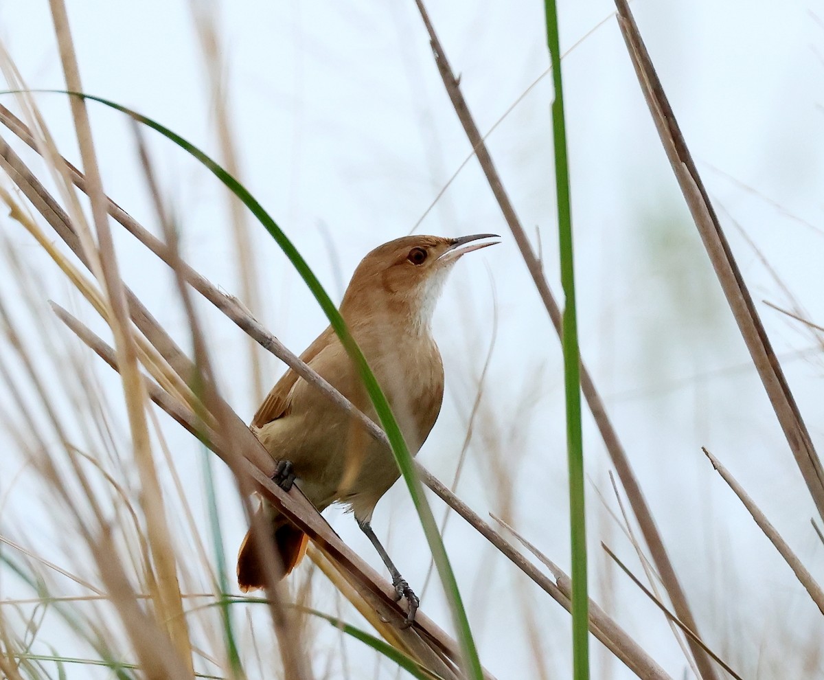 Rufous Hornero - ML597835031