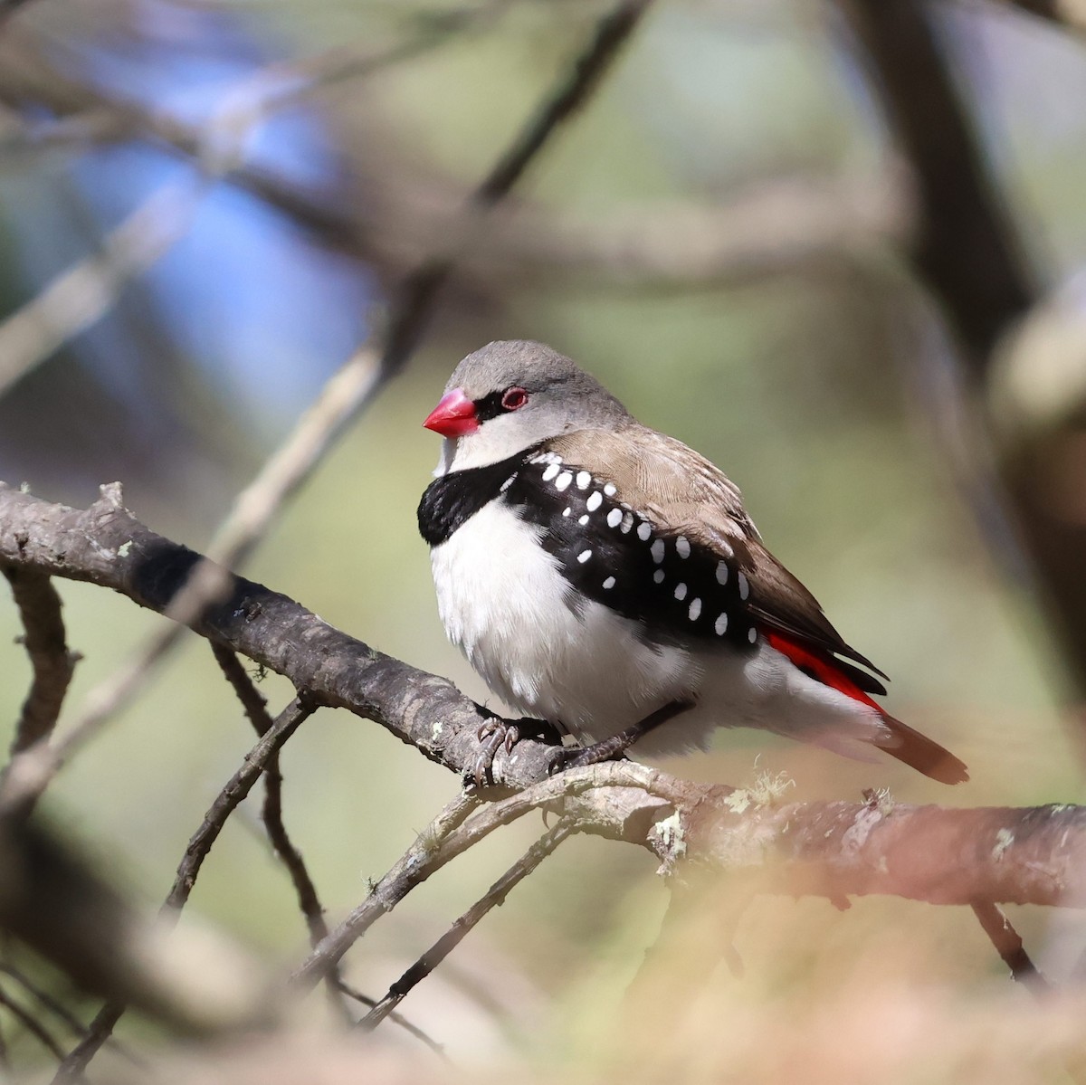 Diamond Firetail - ML597835101