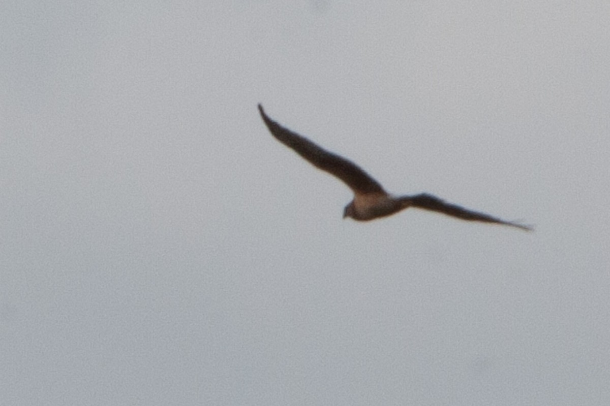 Northern Harrier - ML597835331