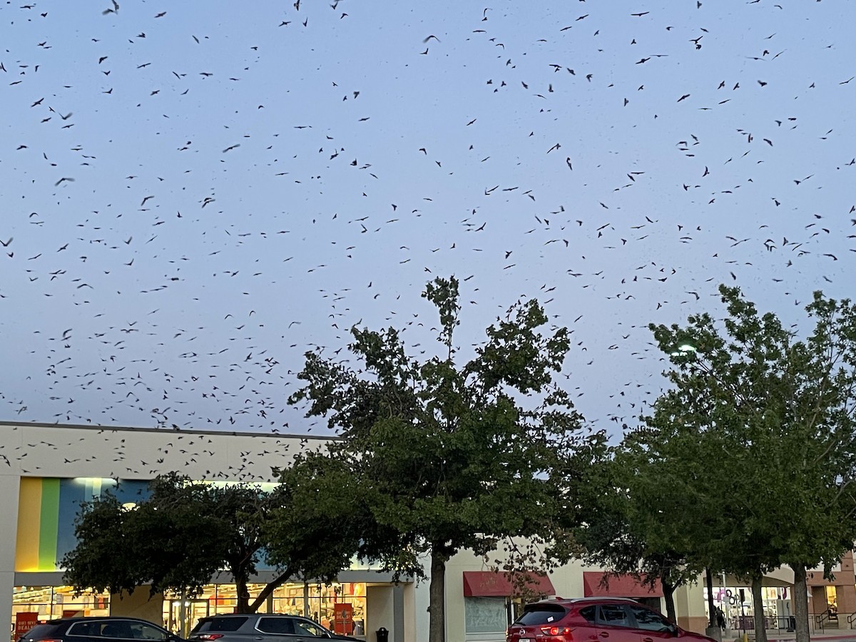 Purple Martin - ML597835491