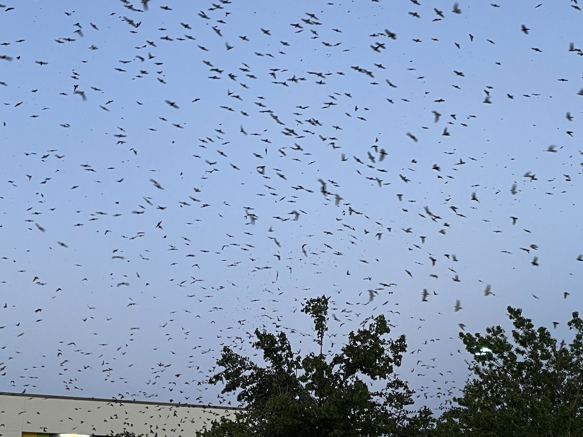 Purple Martin - ML597835501