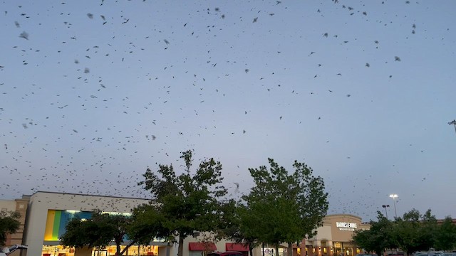 Purple Martin - ML597835581