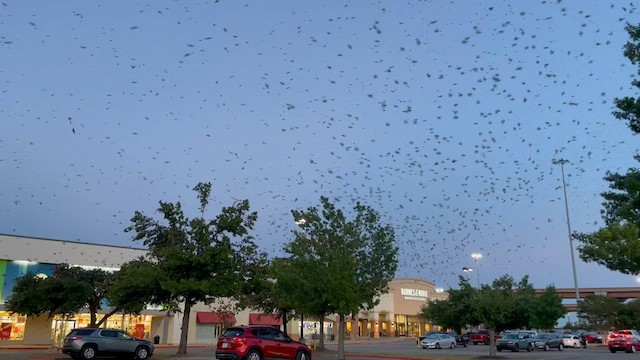 Purple Martin - ML597835731