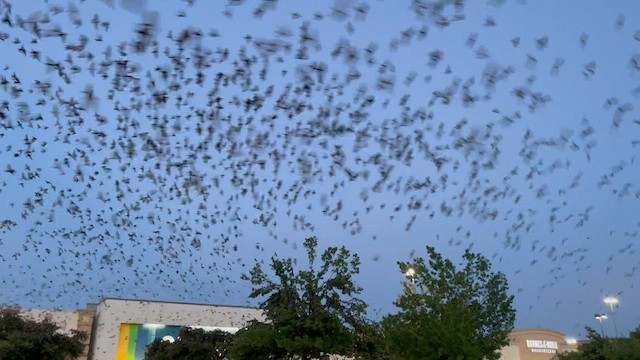 Purple Martin - ML597836601