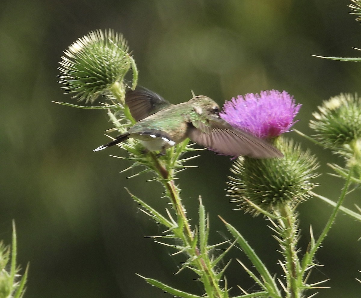 Ruby-throated Hummingbird - ML597836991