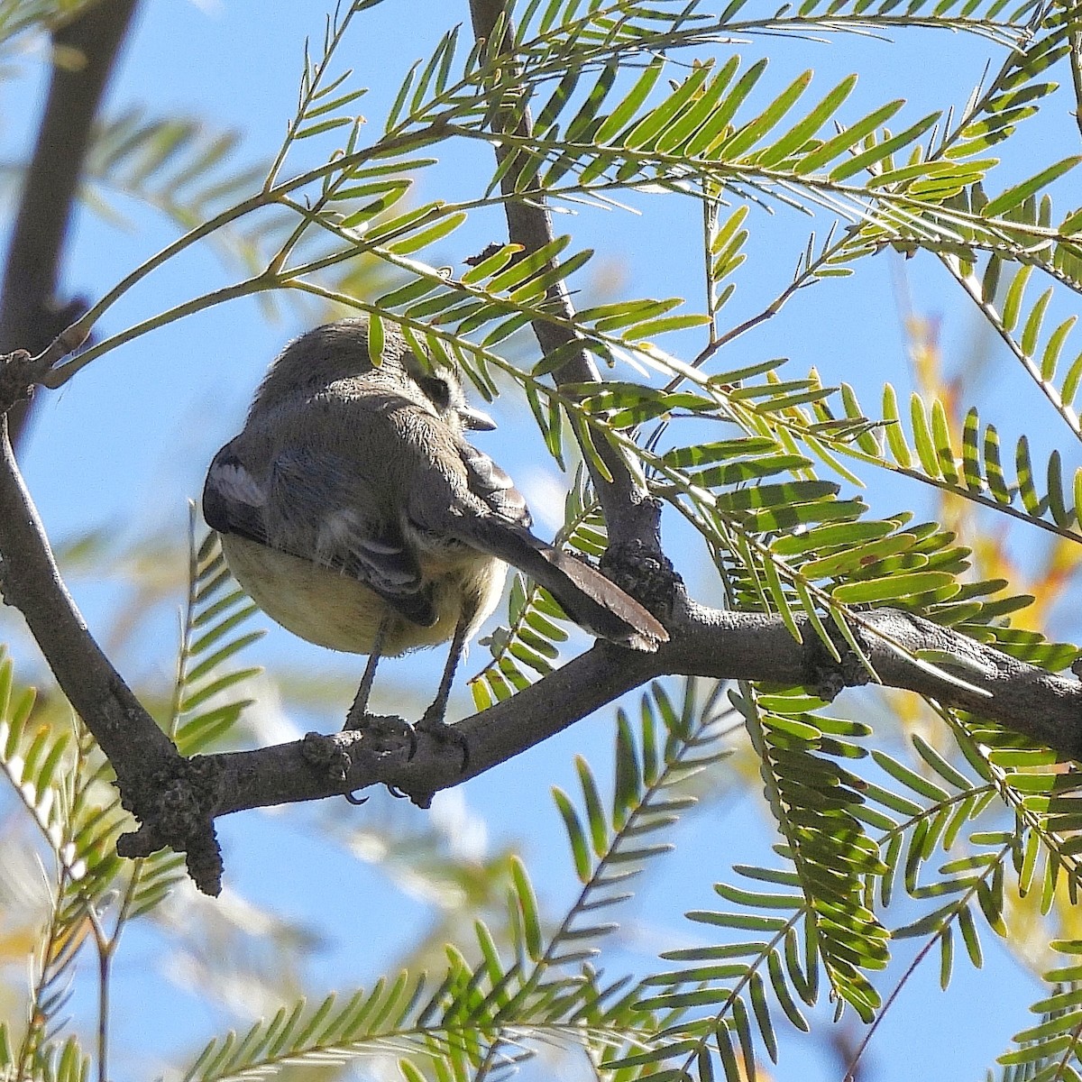 Greater Wagtail-Tyrant - Pablo Bruni