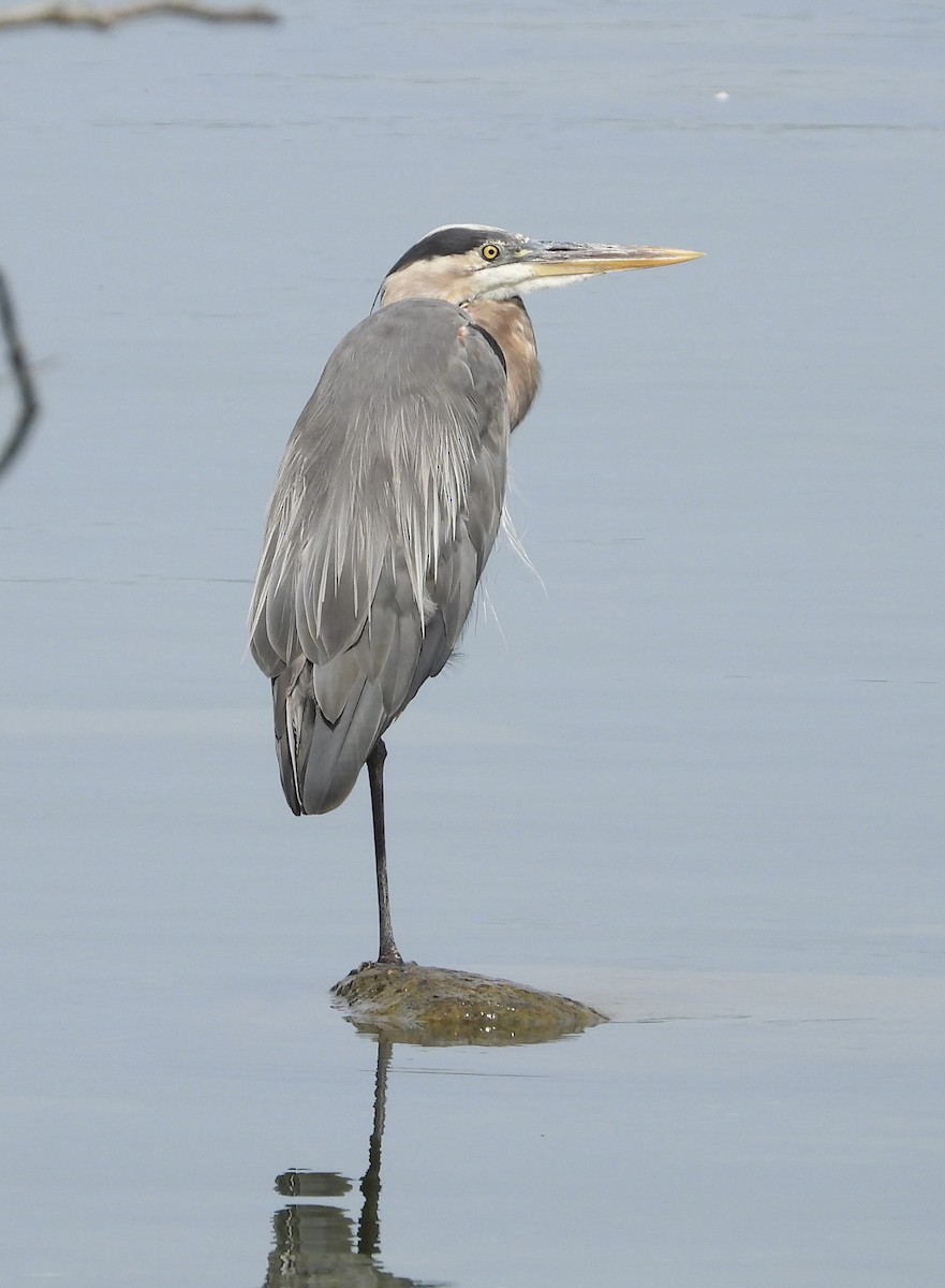 Great Blue Heron - ML597837141