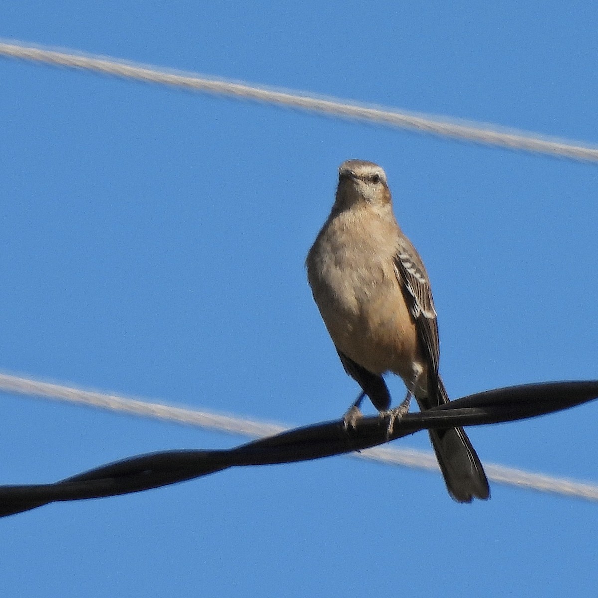 Patagonian Mockingbird - ML597837191