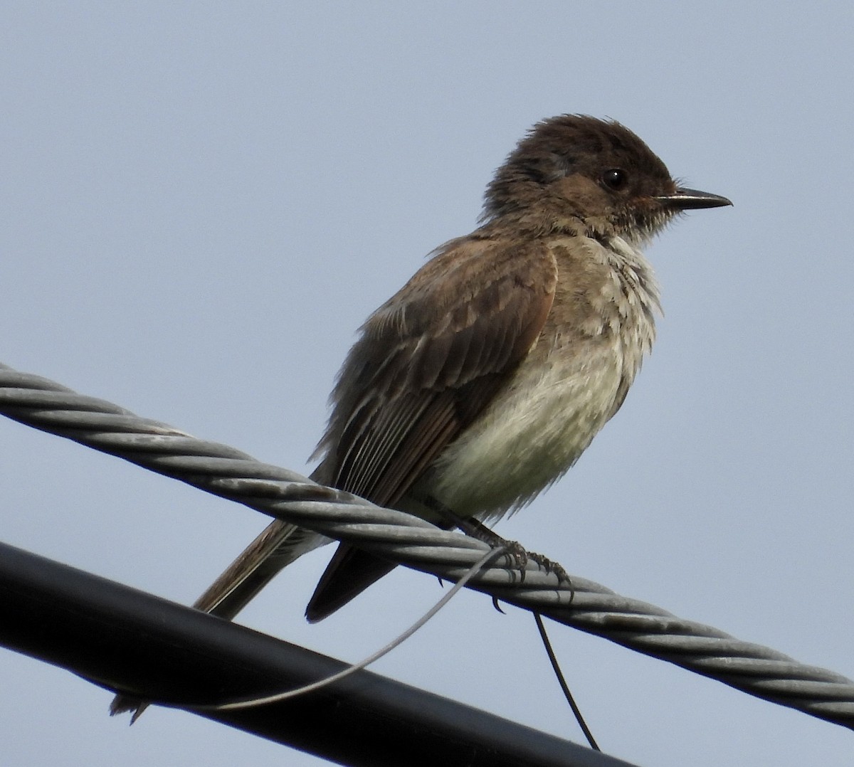 Eastern Phoebe - ML597837361