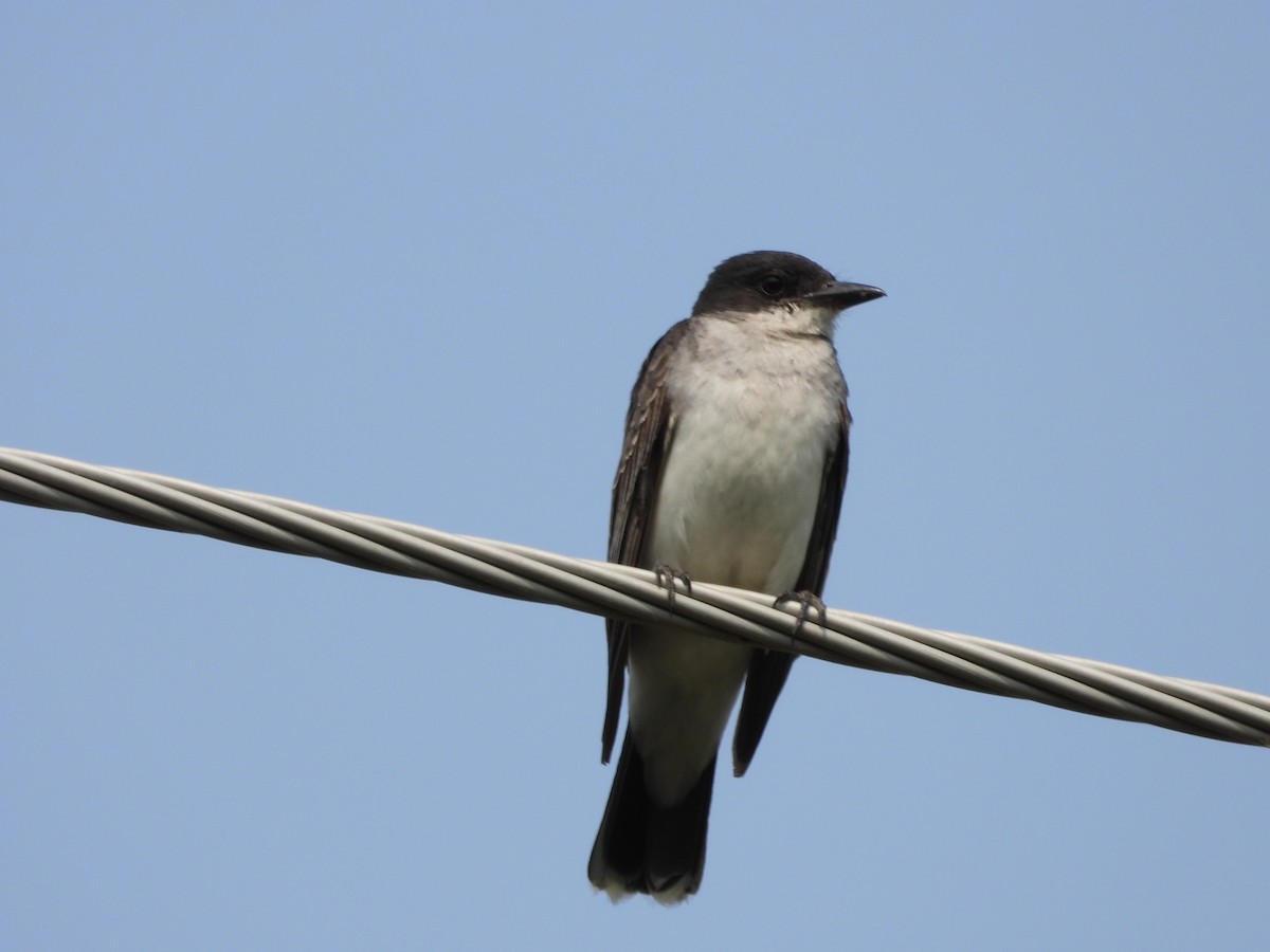 Eastern Kingbird - ML597837371