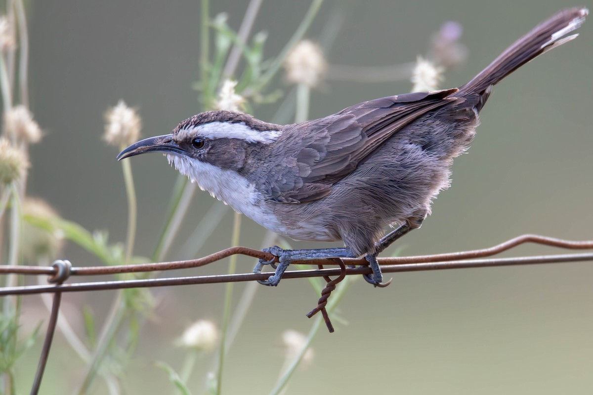 White-browed Babbler - Felix Watson