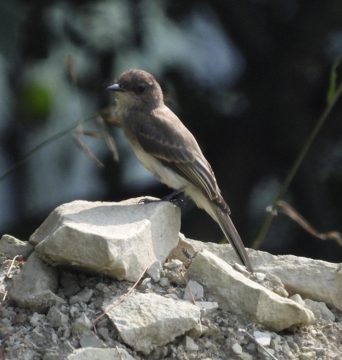 Eastern Phoebe - ML597837551