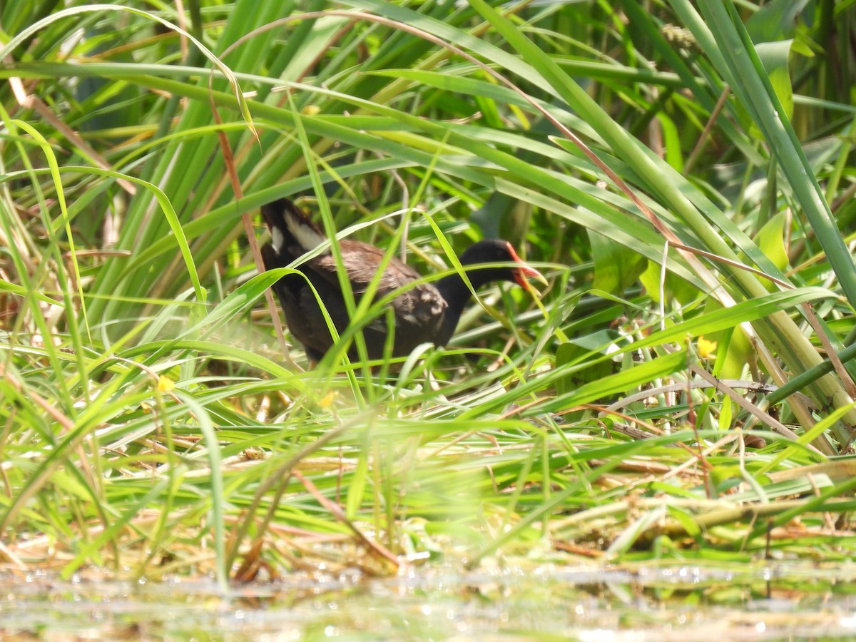 Common Gallinule - Cheryl Ring