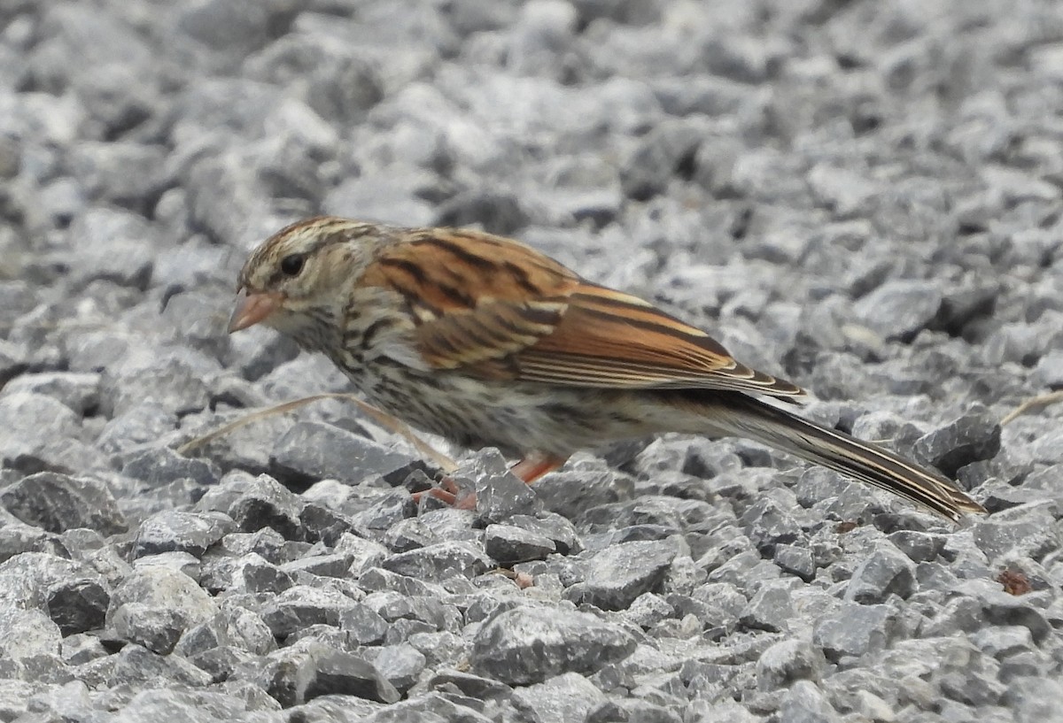 Chipping Sparrow - ML597837721
