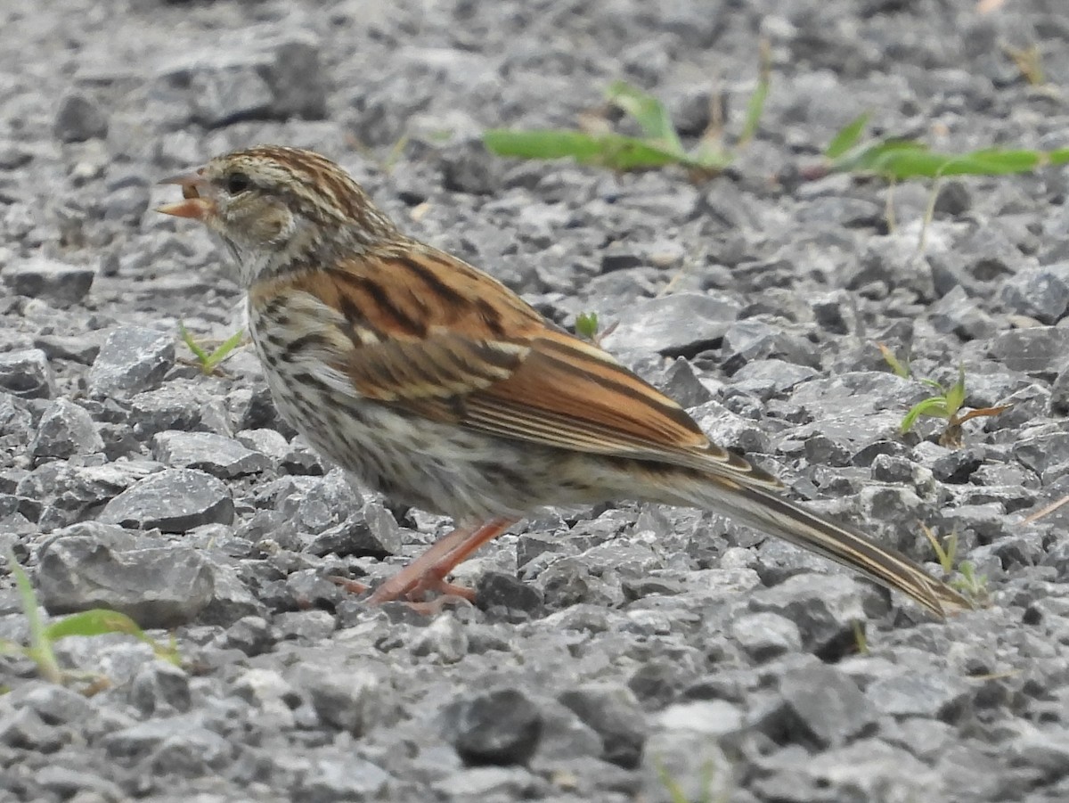 Chipping Sparrow - ML597837771