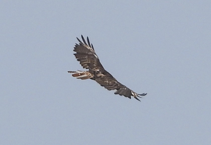Red-tailed Hawk - ML597837821
