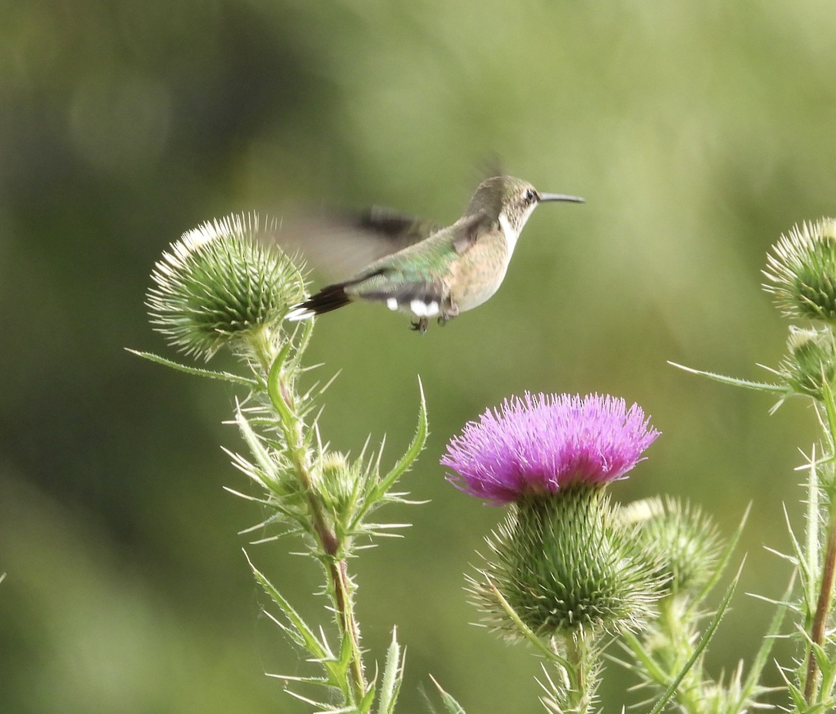 Ruby-throated Hummingbird - ML597837891