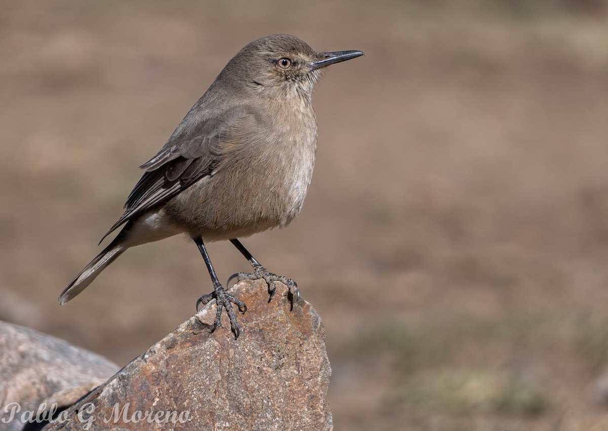Black-billed Shrike-Tyrant - ML597838121