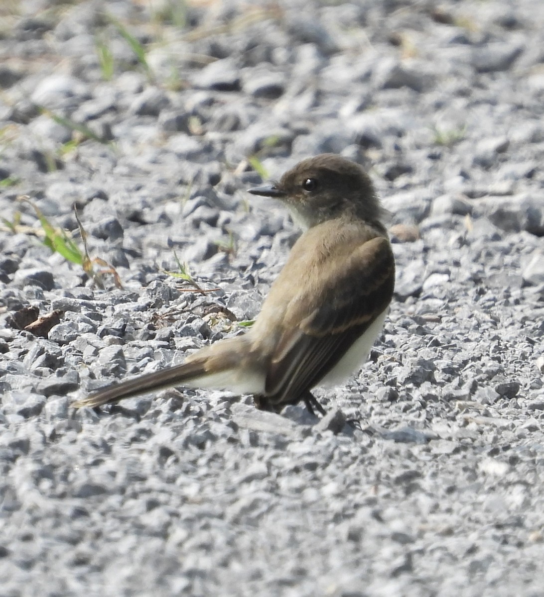 Eastern Phoebe - ML597838161