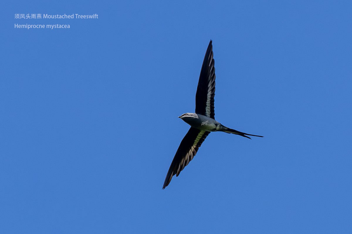 Moustached Treeswift - Zhen niu