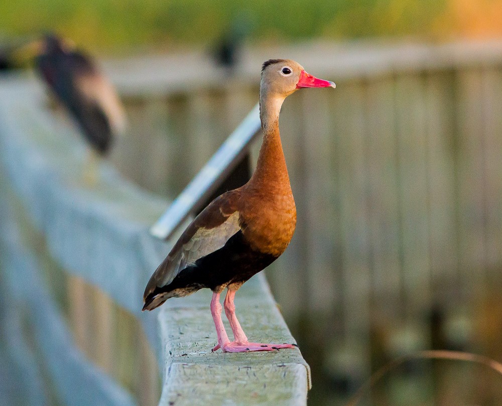 Black-bellied Whistling-Duck - ML59783871